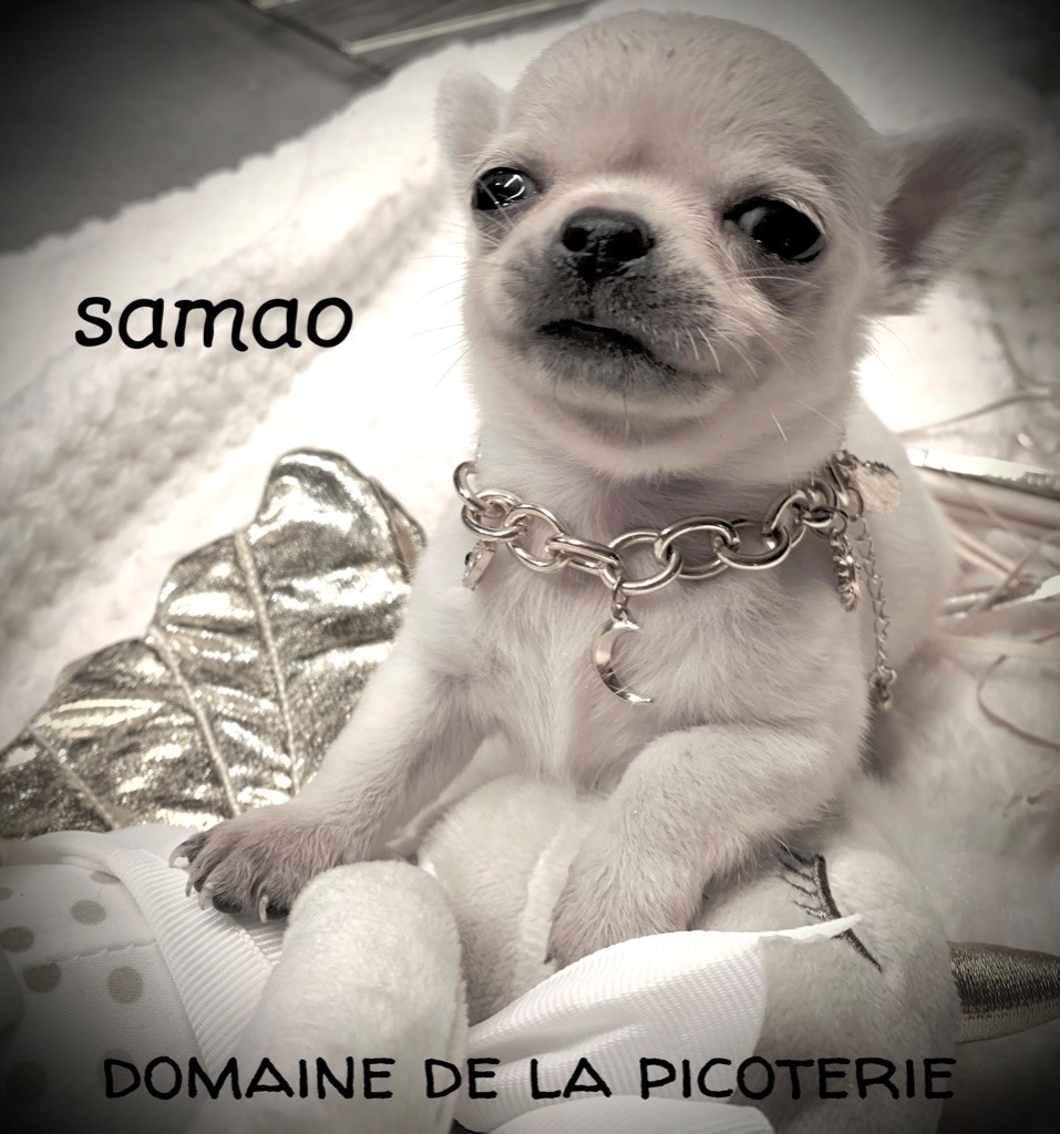Du Domaine De La Picoterie - Chiot disponible  - Chihuahua