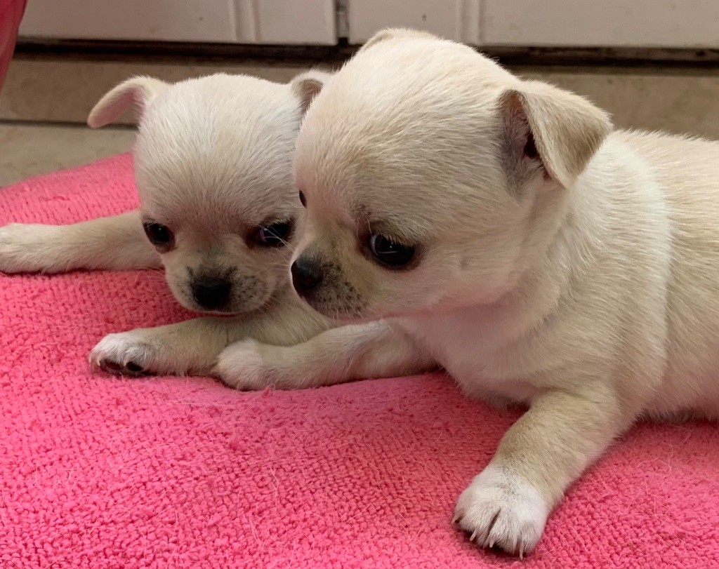 chihuahuas photos