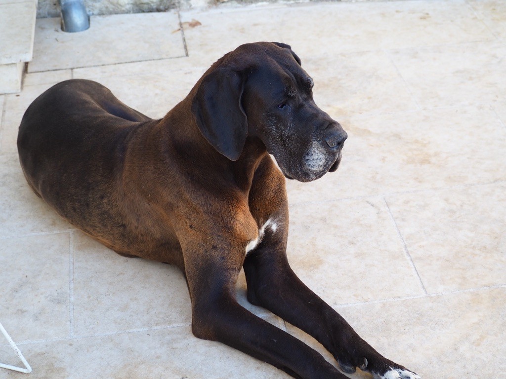 Chiot Dogue allemand Du Domaine De La Picoterie