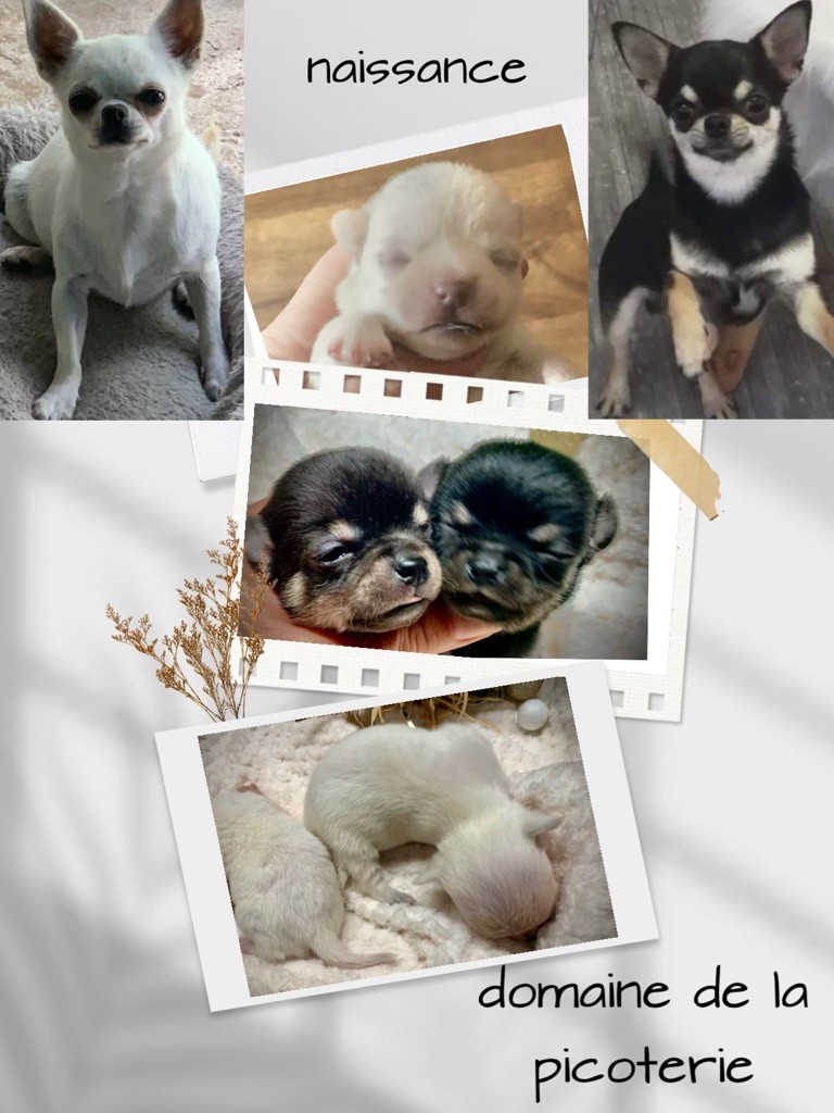 Chiot Chihuahua Du Domaine De La Picoterie