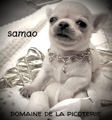 Samao 